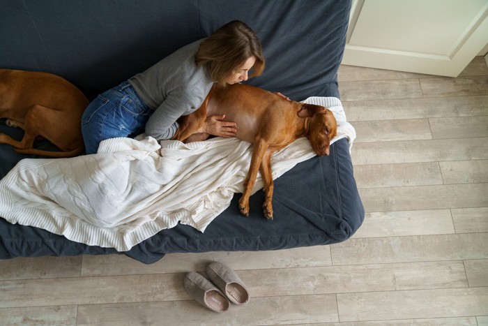 ソファの上で体調を崩す犬