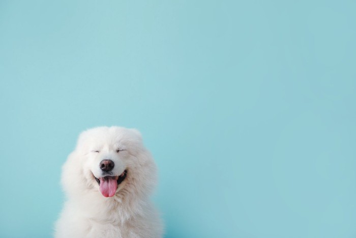 目を瞑って笑うサモエド犬