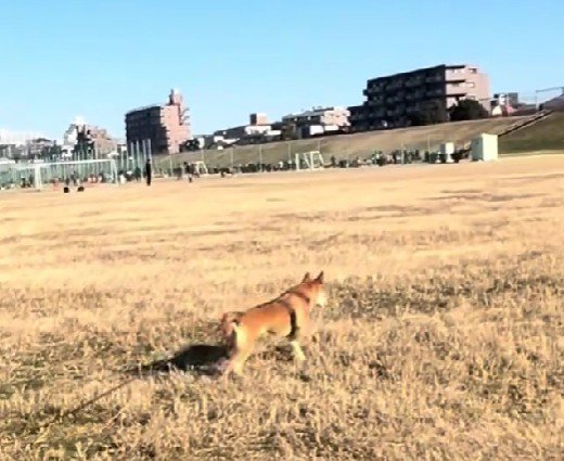 何かを見つけたごぅちゃん