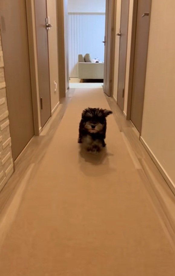 猛ダッシュのテオくん