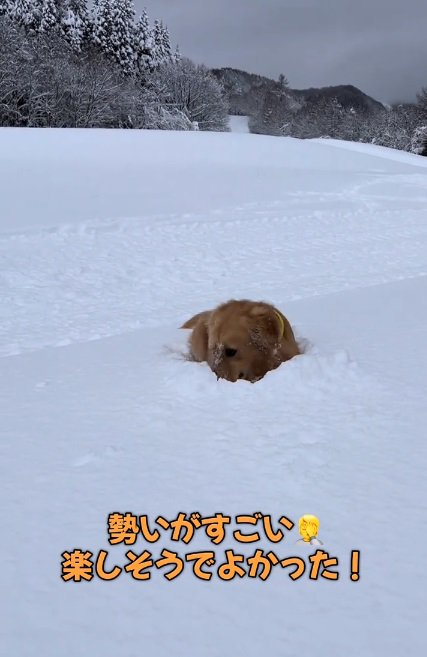 雪遊びが楽しいシンバくん