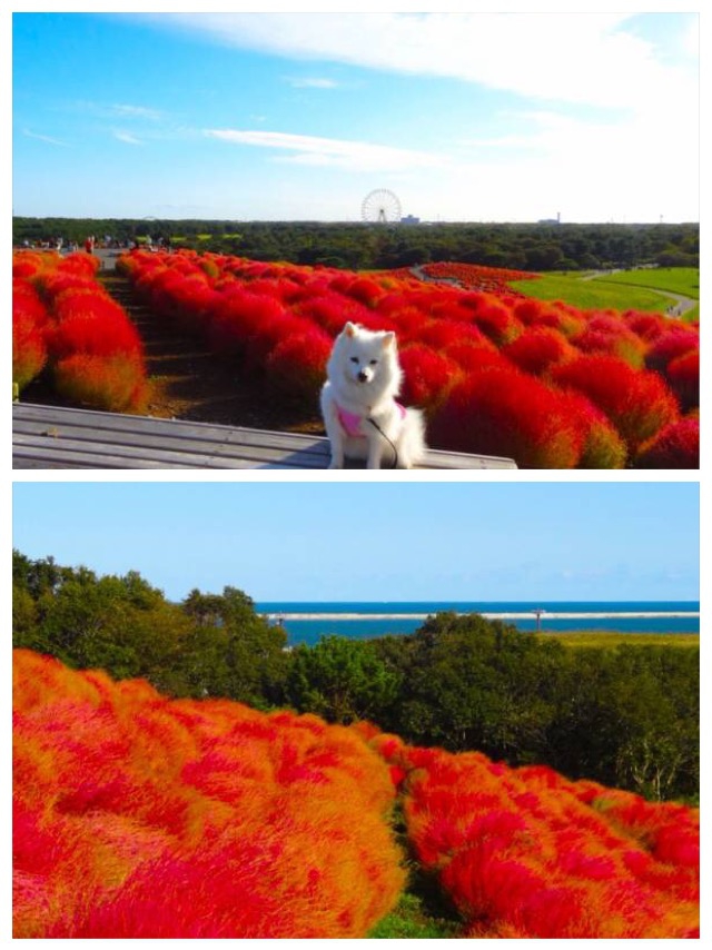 頂上からの園内風景