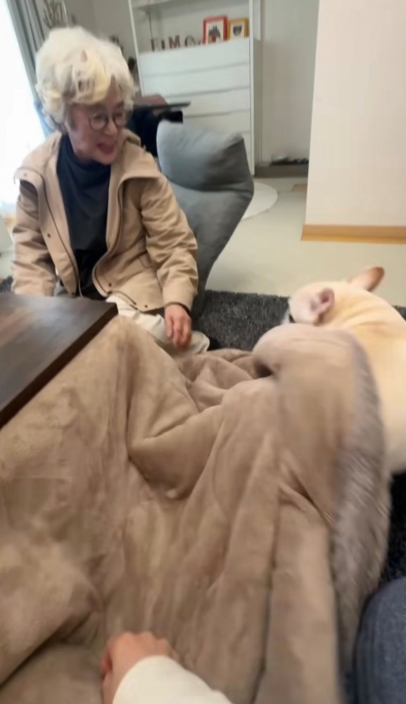 布団から出てくる犬