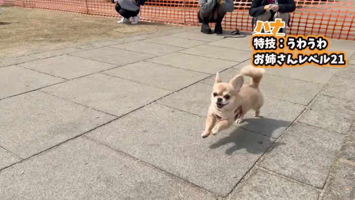 ドッグランにきたハナちゃん