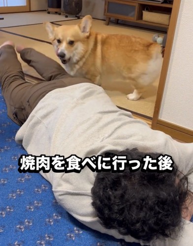 人のそばに立つ犬
