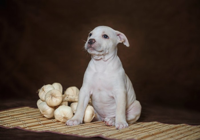 にんにくの隣に座る子犬