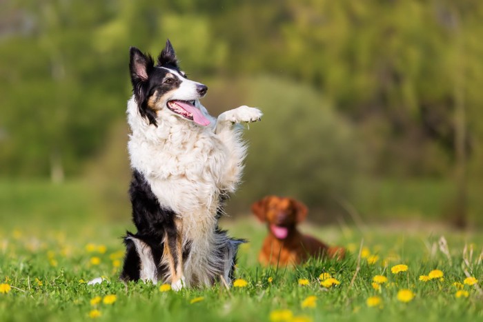 左前足を上げる犬