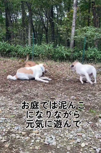 友達犬と一緒に遊ぶ