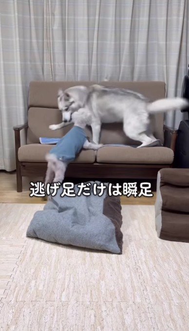 逃げ足の速さも…！