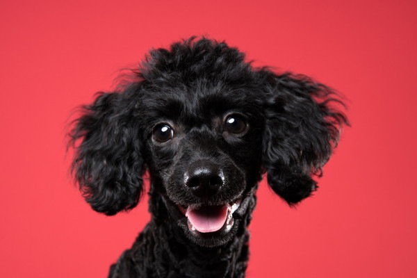 漆黒の犬騎士トイプードル