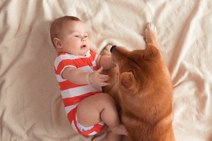 柴犬に触ろうとする赤ちゃん