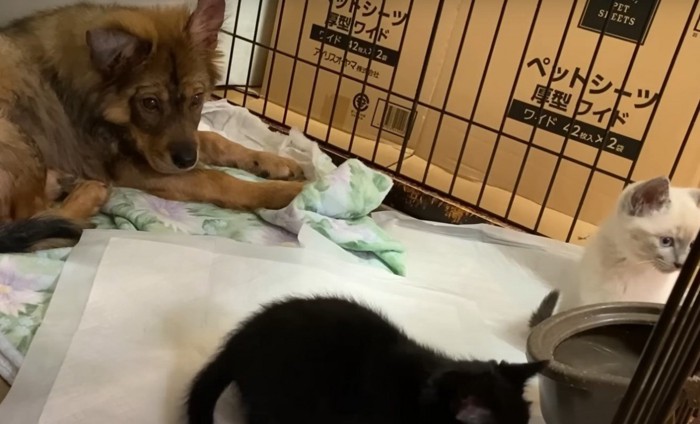 水を飲む子猫と犬