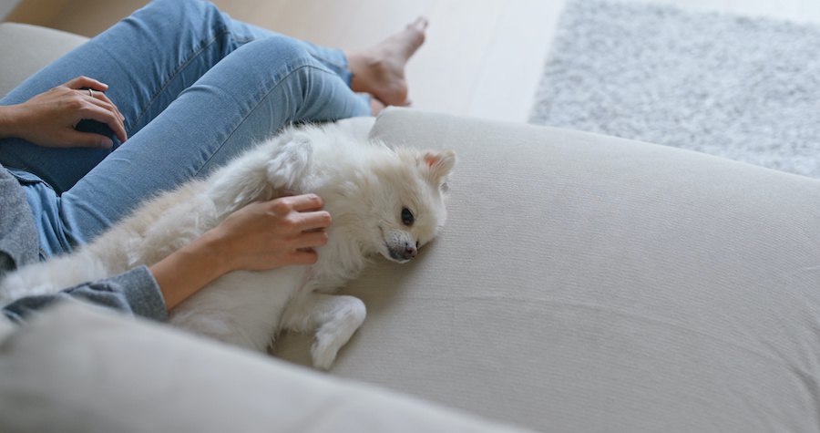 ソファーに寝転がって撫でられている白いポメラニアン