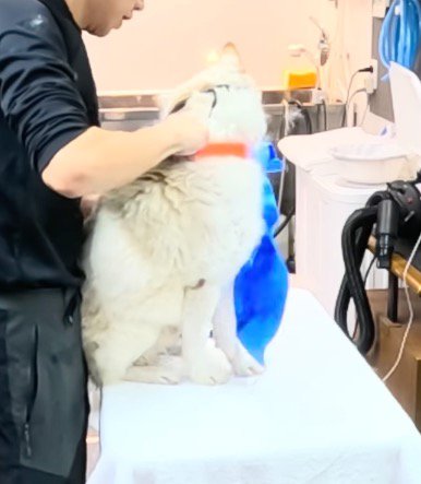 トリミング台の上で体を拭かれる犬