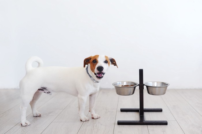フードが入った食器の前に立って嬉しそうな犬
