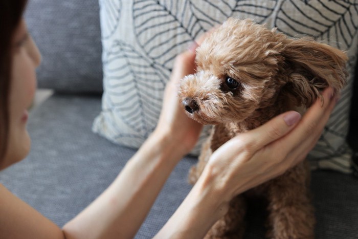 飼い主を見つめる犬