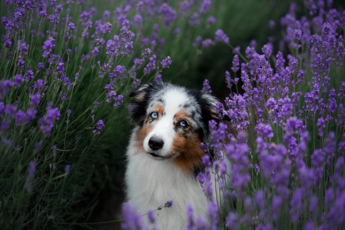 ラベンダー畑にいる犬