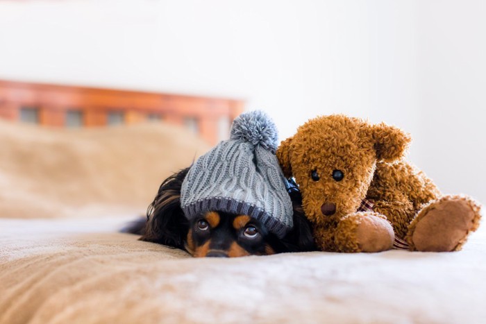 帽子をかぶる犬とぬいぐるみ