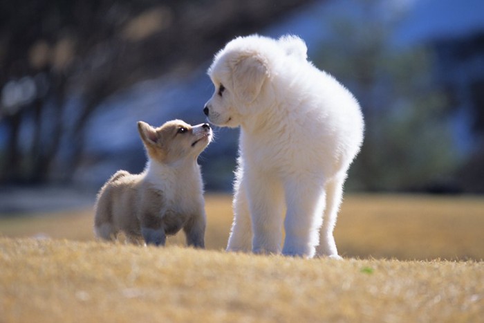 鼻で挨拶をする2匹の犬