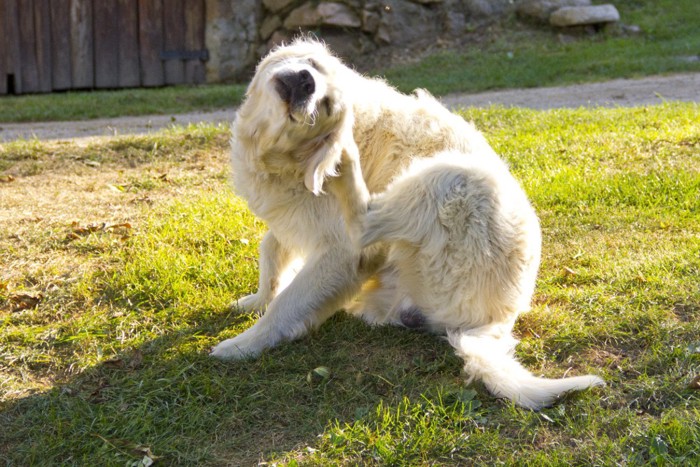 頭を掻く犬