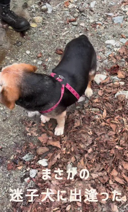 迷子犬を発見！
