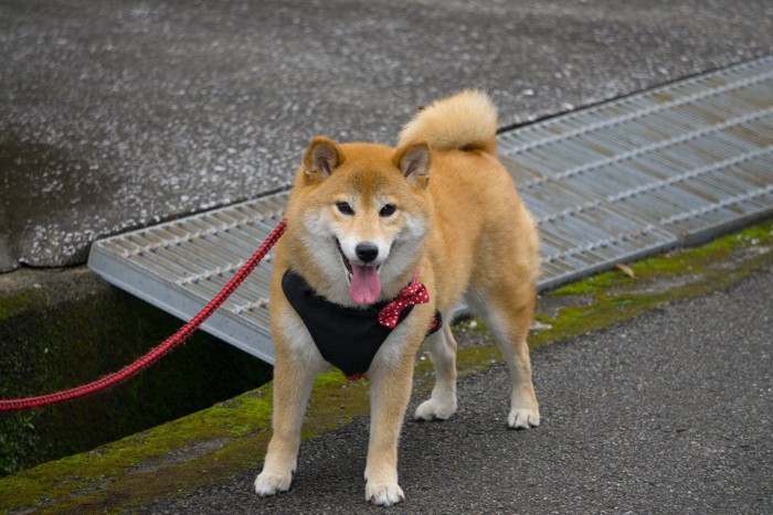 側溝脇を散歩する犬