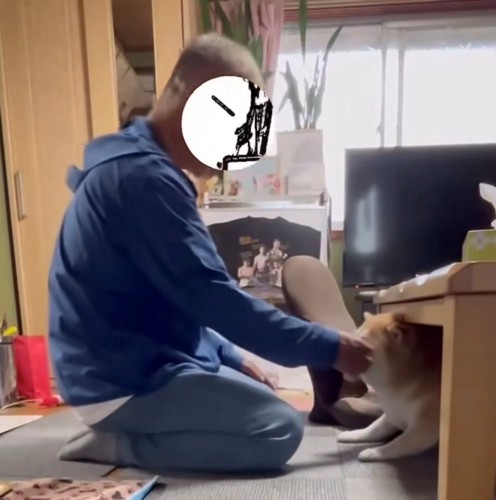 犬の目元を拭く人