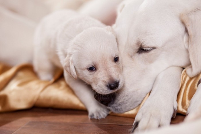 母犬と子犬