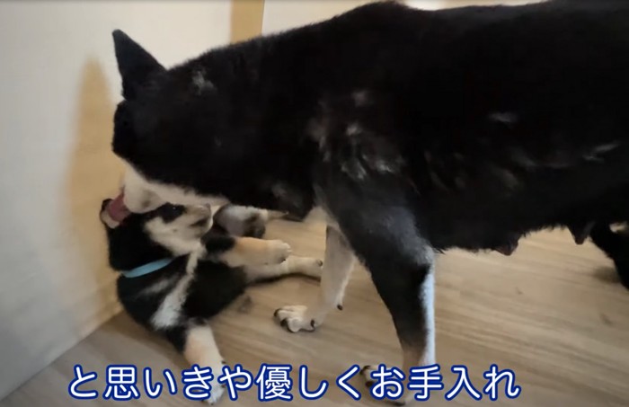 毛繕いする柴犬