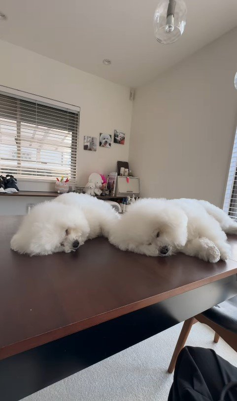 似すぎているおうじ君＆あんじちゃん⑩