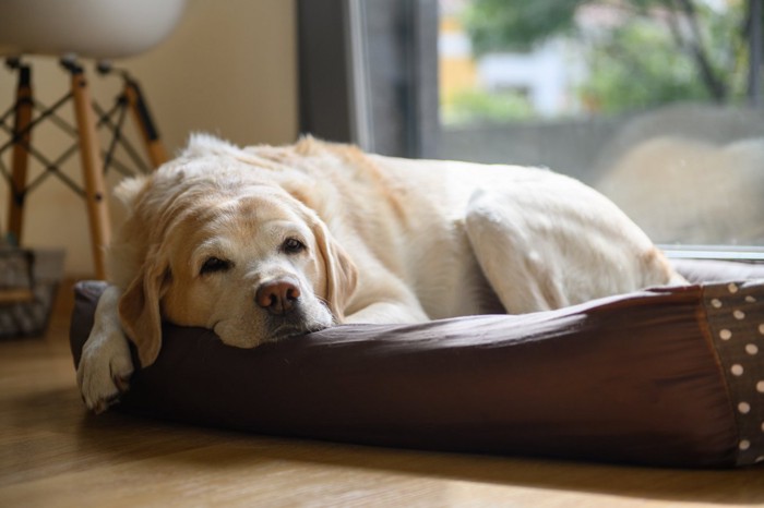 眠そうにこちらを見つめる老犬