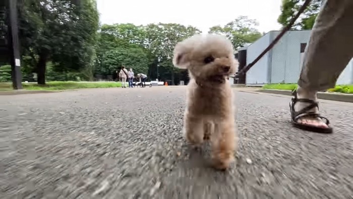 飼い主の足と犬