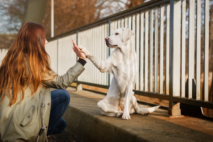 女性とハイタッチする犬