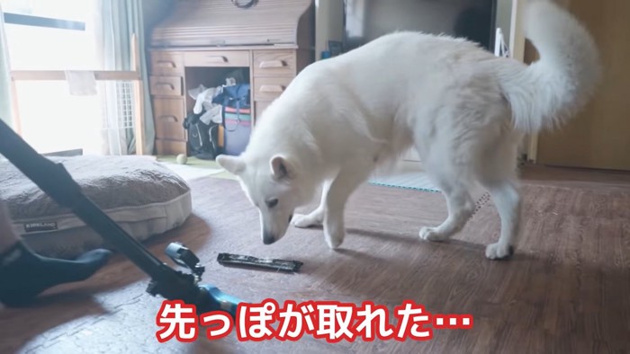 掃除機の部品と白い犬