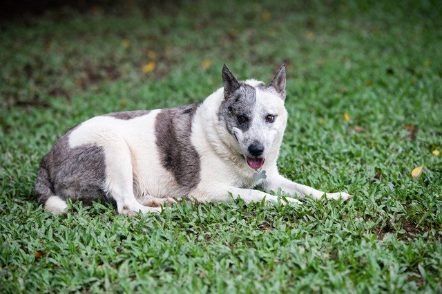 老犬