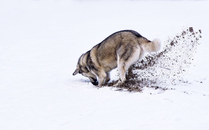 土を掘る犬の後姿