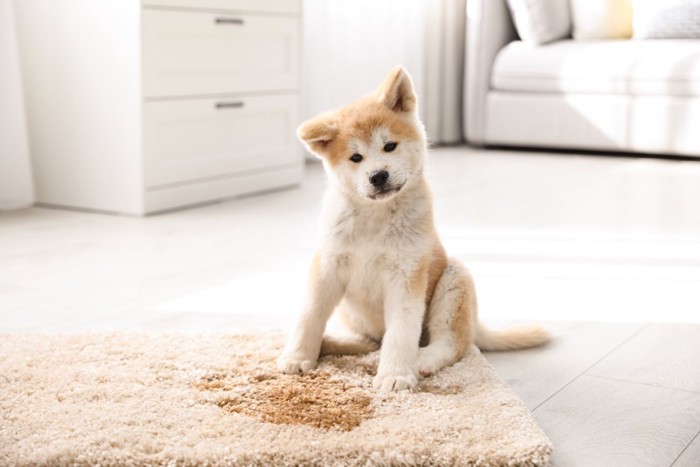 汚れたマットと首をかしげる子犬