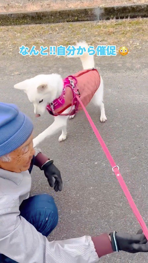 男性の手に、自分の前足を乗せる白い犬