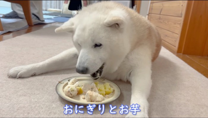 皿に乗った芋とおにぎりを食べる犬