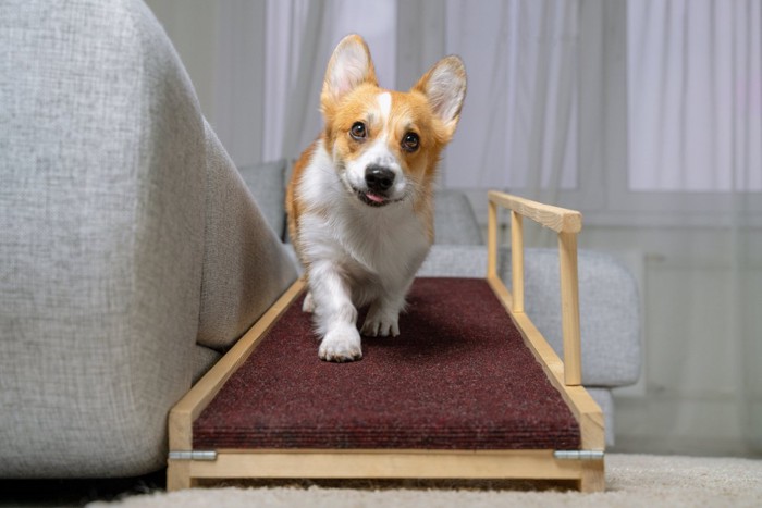 ソファスロープを下る犬