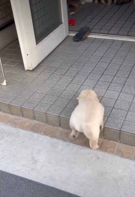 一生懸命に段差と格闘