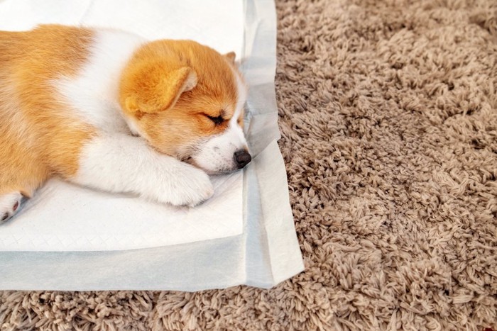 トイレシーツの上で眠る子犬