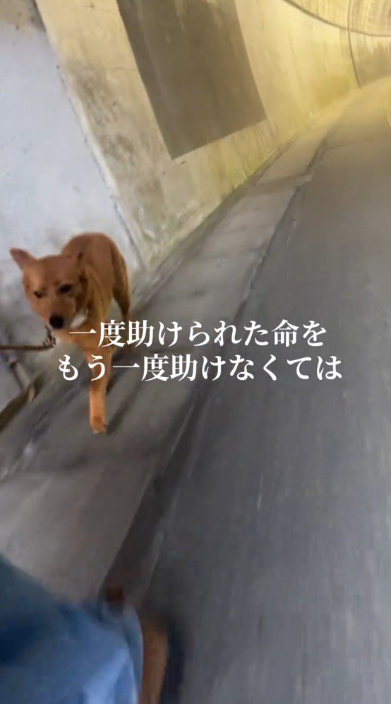 ケガをしていた足が治り、4本の足で歩く犬
