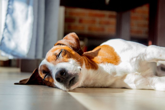 眠っている犬