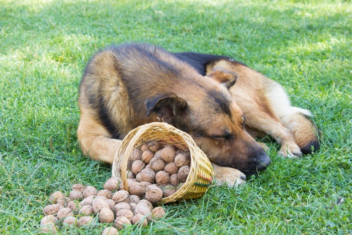 ナッツの入ったかごと犬