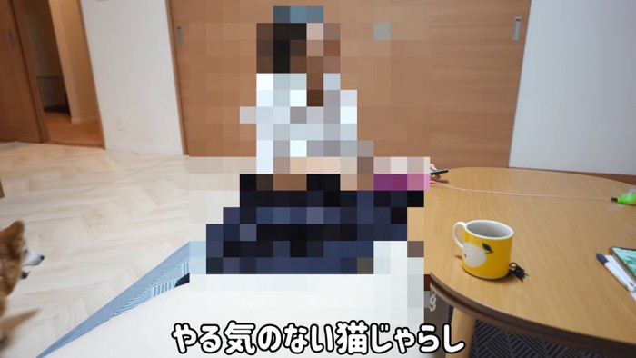 犬と猫の前で猫じゃらしを振る女の子