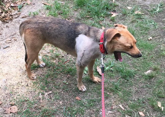 あくびをしている犬