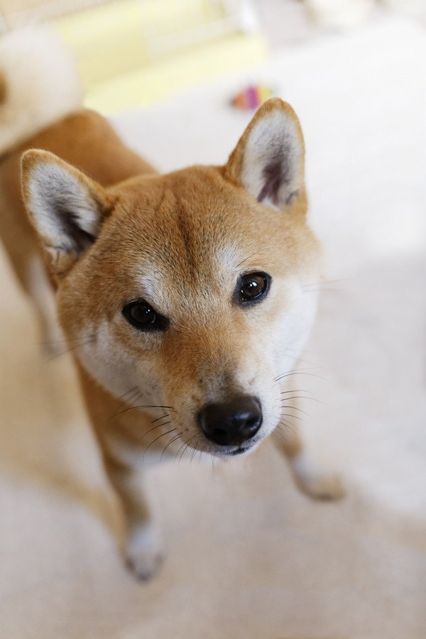 立って見つめる柴犬