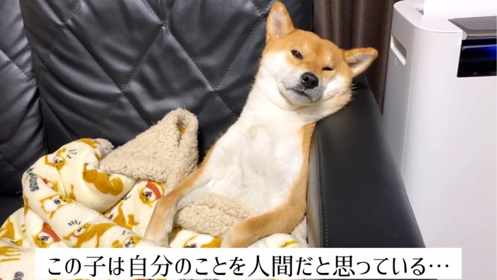 今にも寝そうな犬