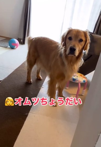 飼い主の声に集中するゴールデンレトリバー